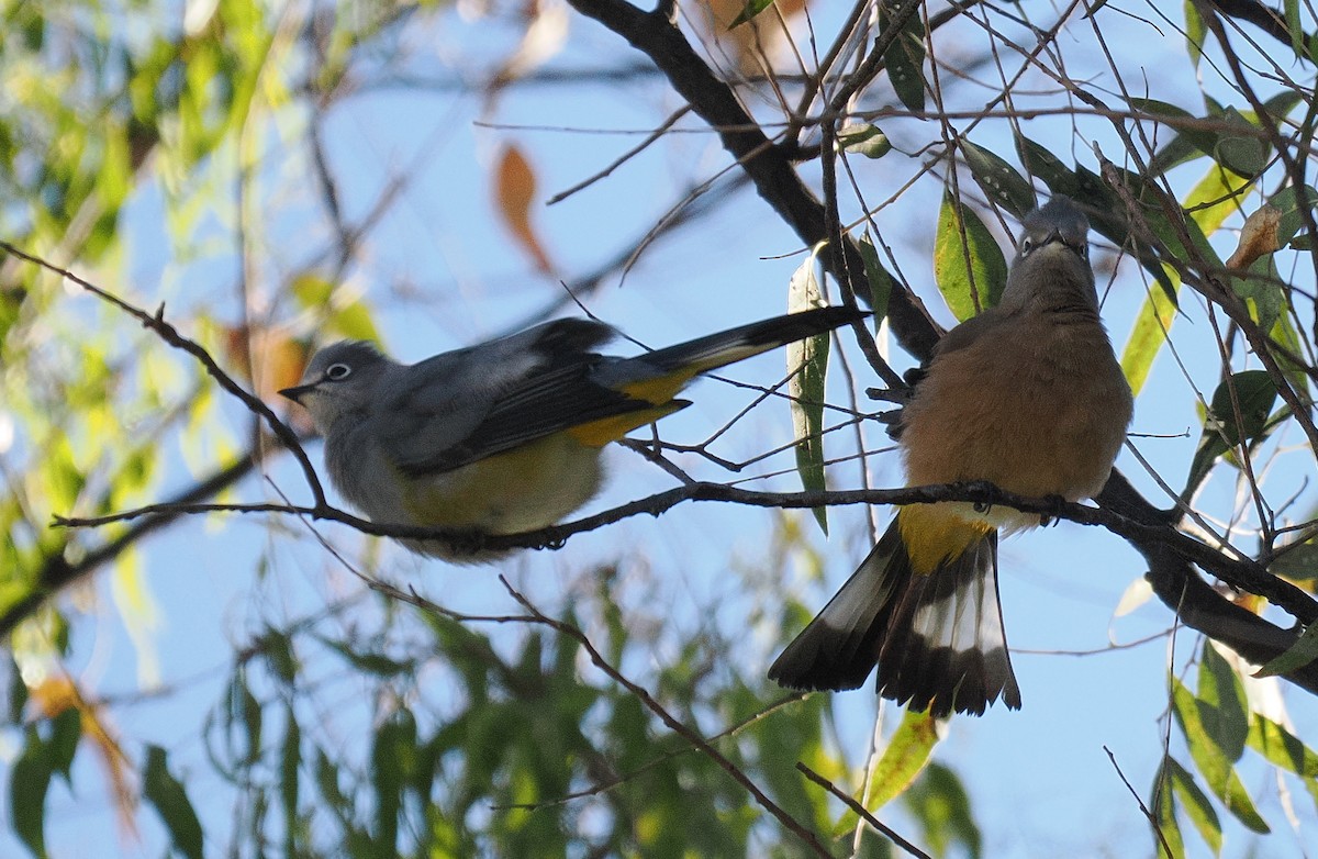 Gray Silky-flycatcher - ML645188082