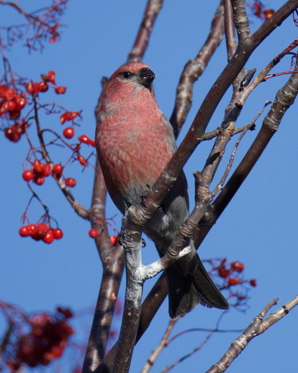 Hakengimpel - ML645188092