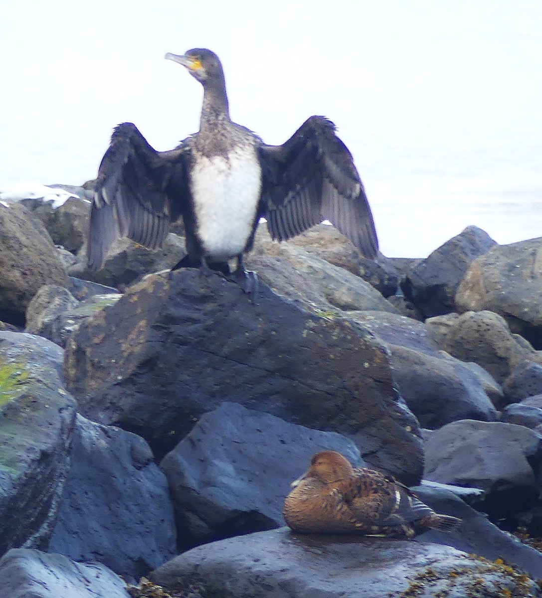 storskarv - ML645188121