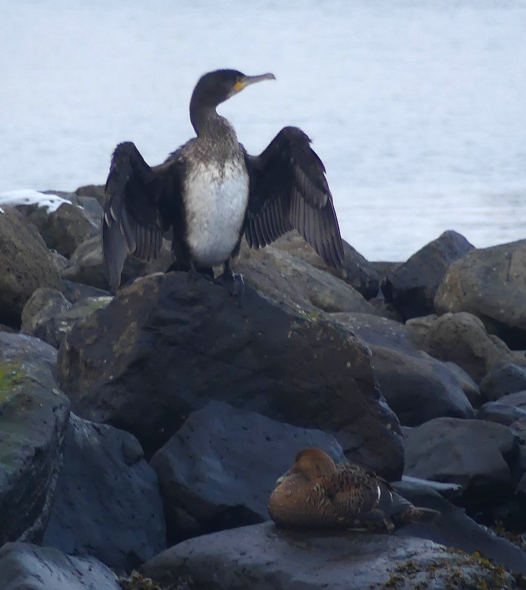 storskarv - ML645188122