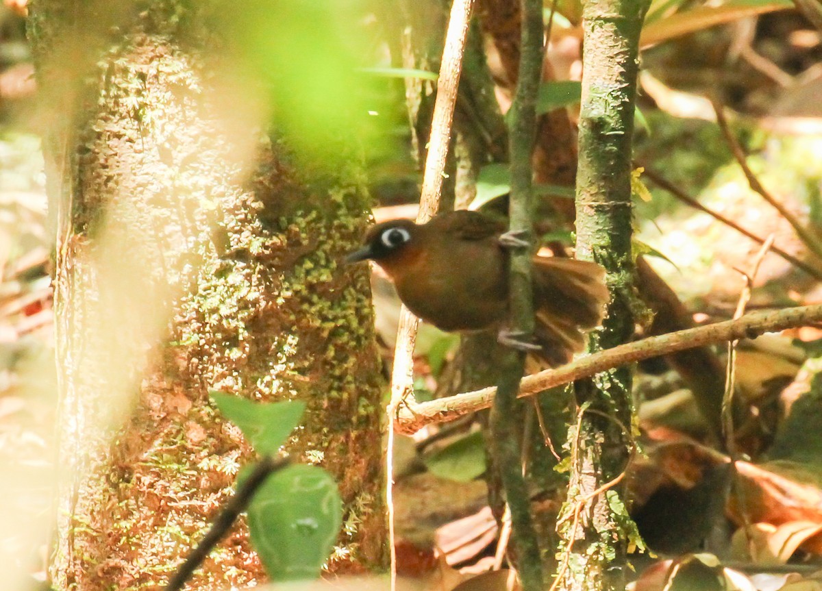 Fourmilier à gorge rousse - ML645188124