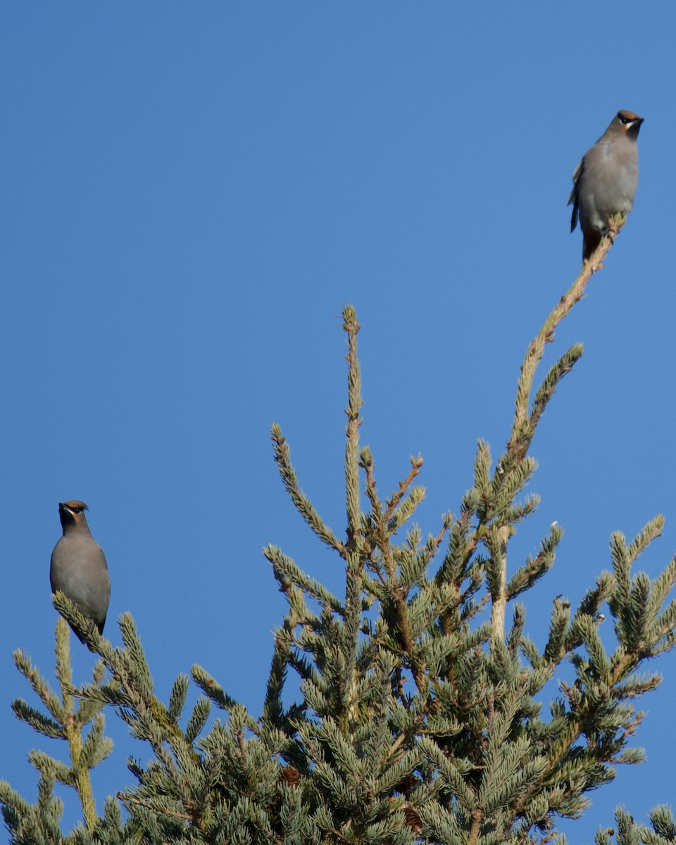 Bohemian Waxwing - ML645188134