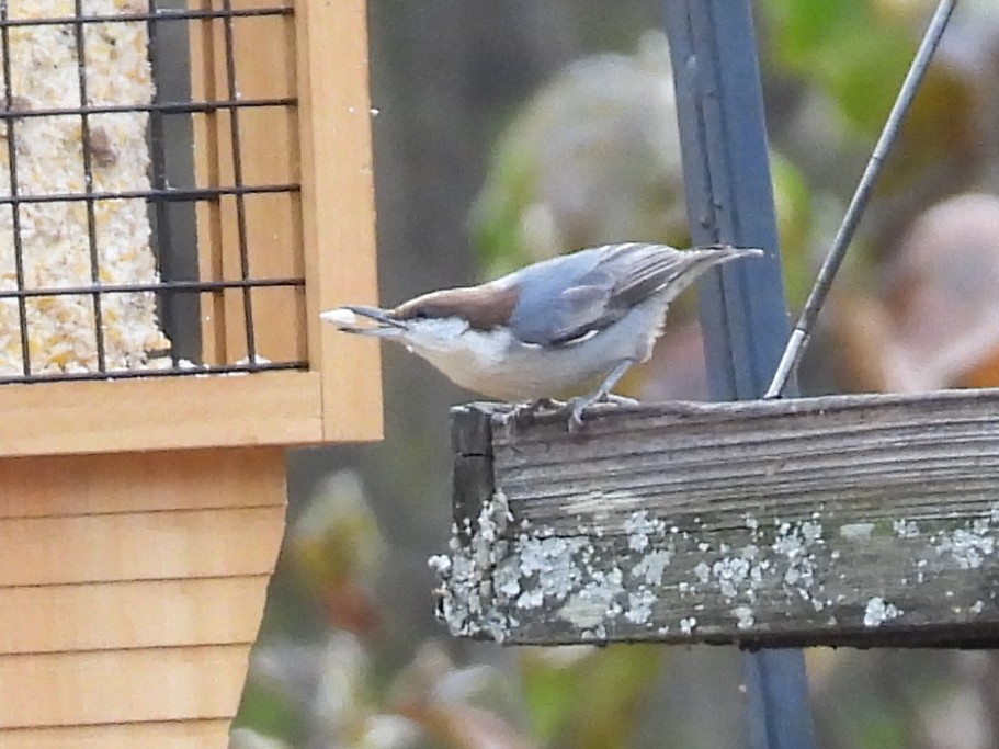 Brown-headed Nuthatch - ML645188142