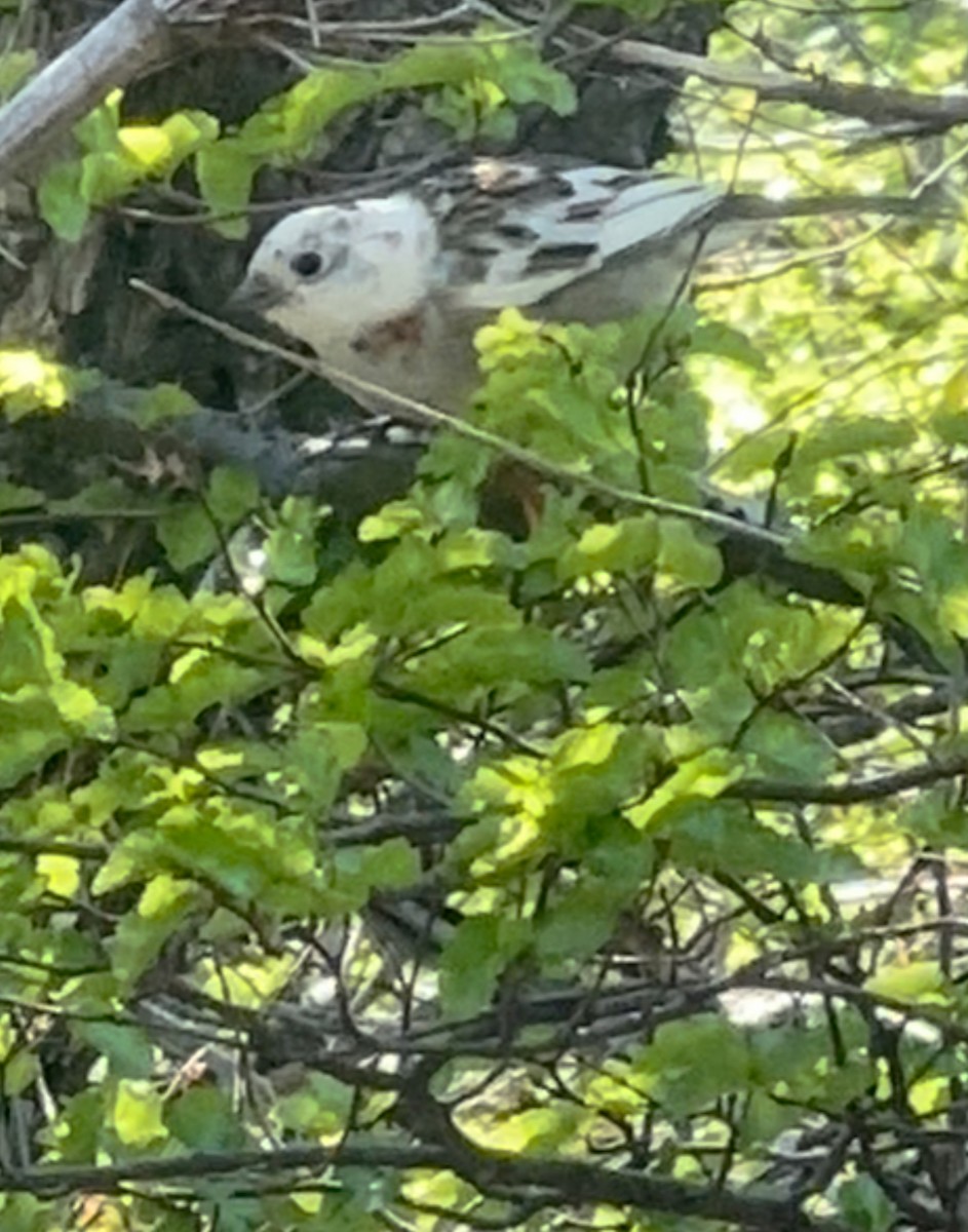 Morgenammer - ML645188173