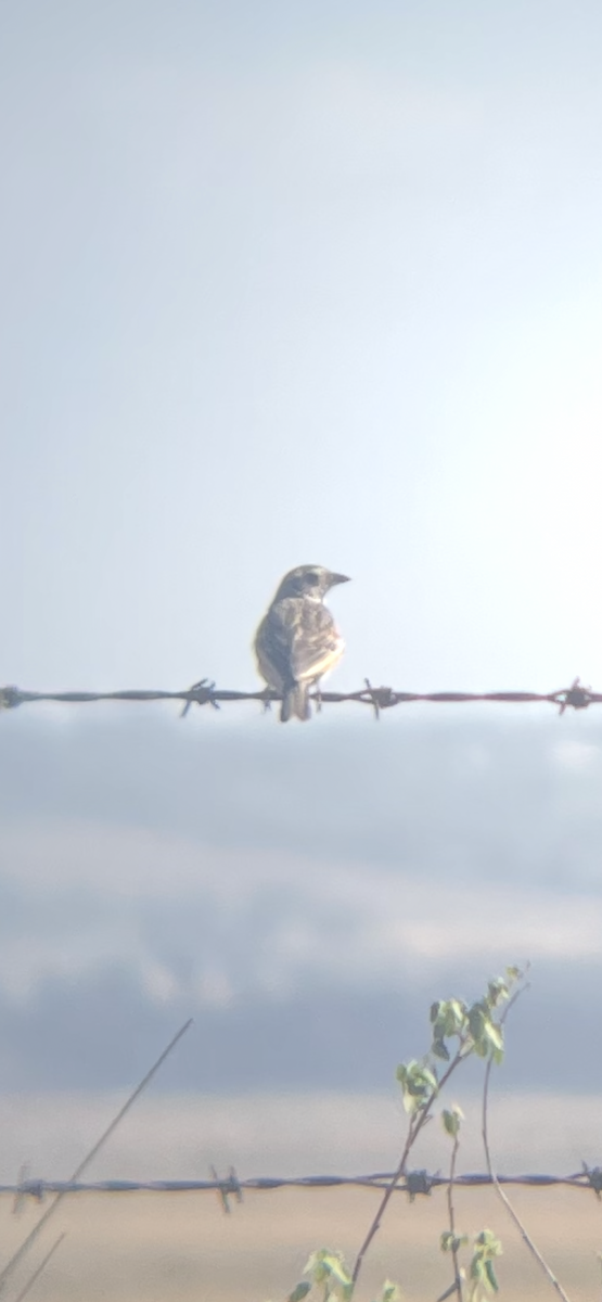 Alondra de Java - ML645188195