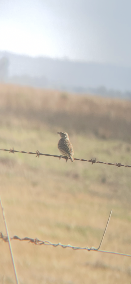 Alondra de Java - ML645188196