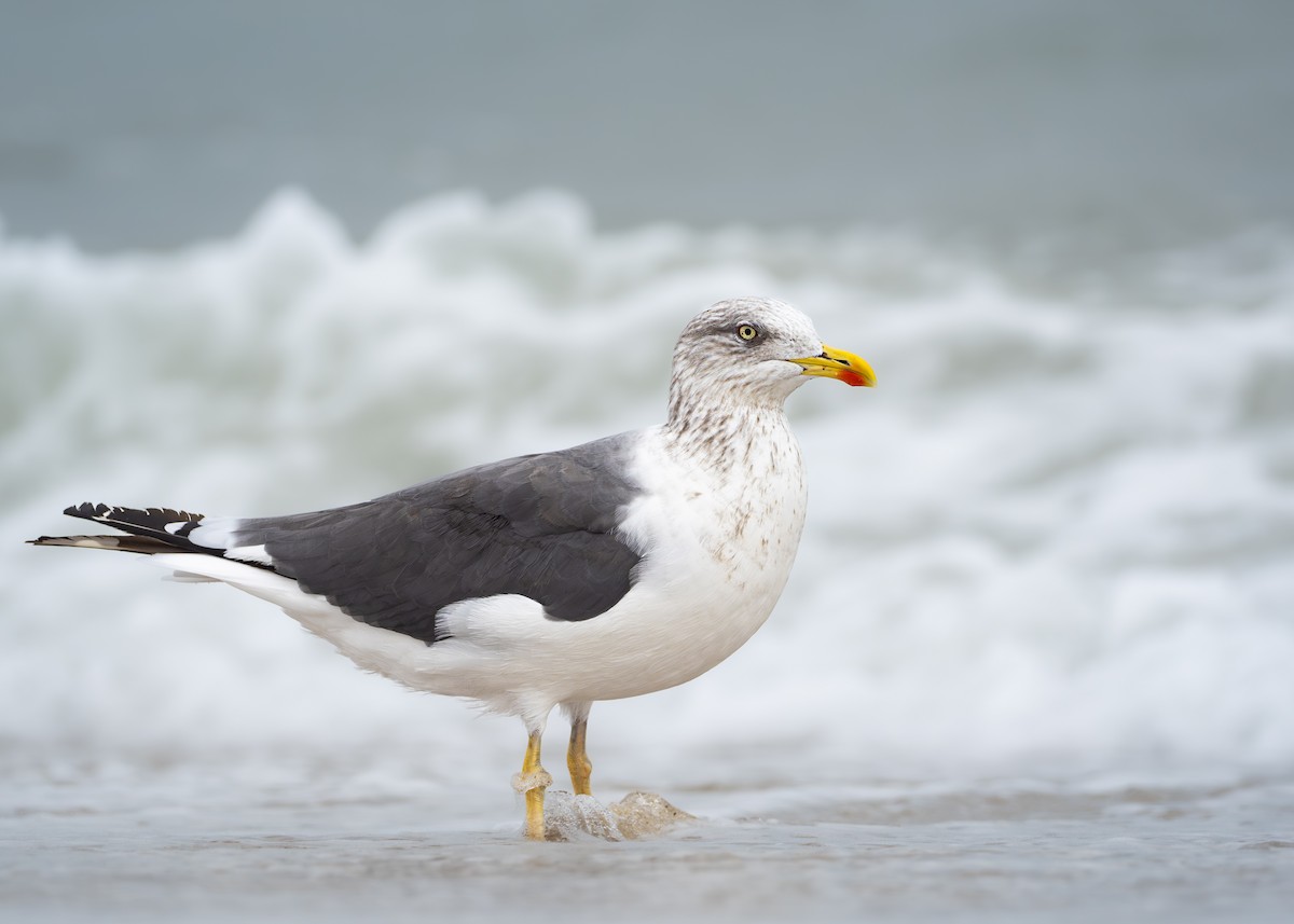 racek žlutonohý - ML645188214