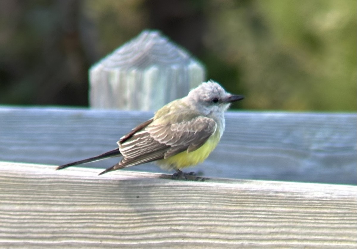 Western Kingbird - ML645188218
