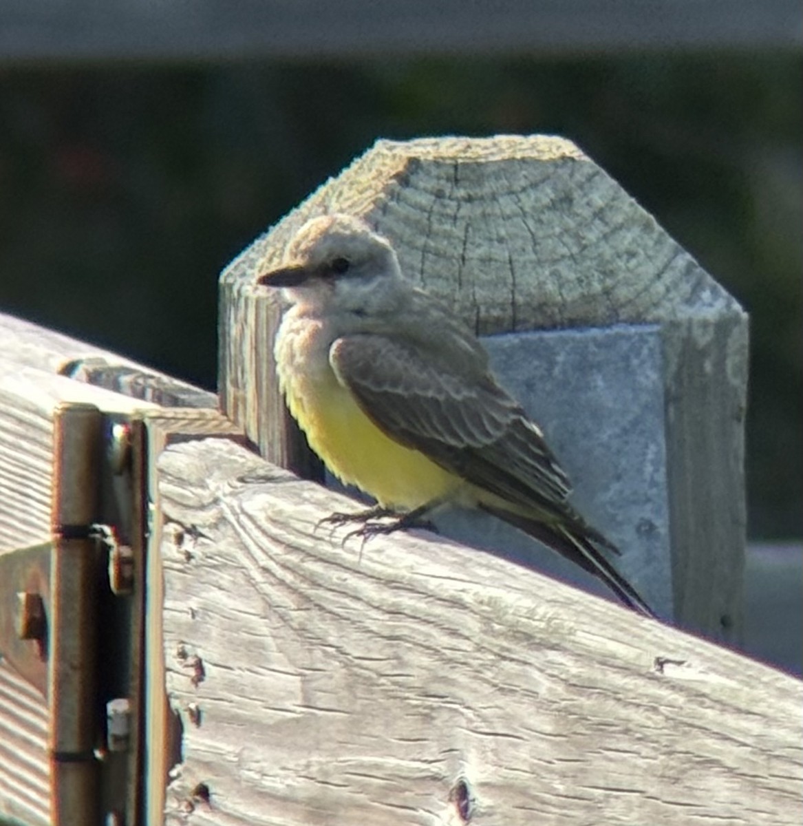 Western Kingbird - ML645188219