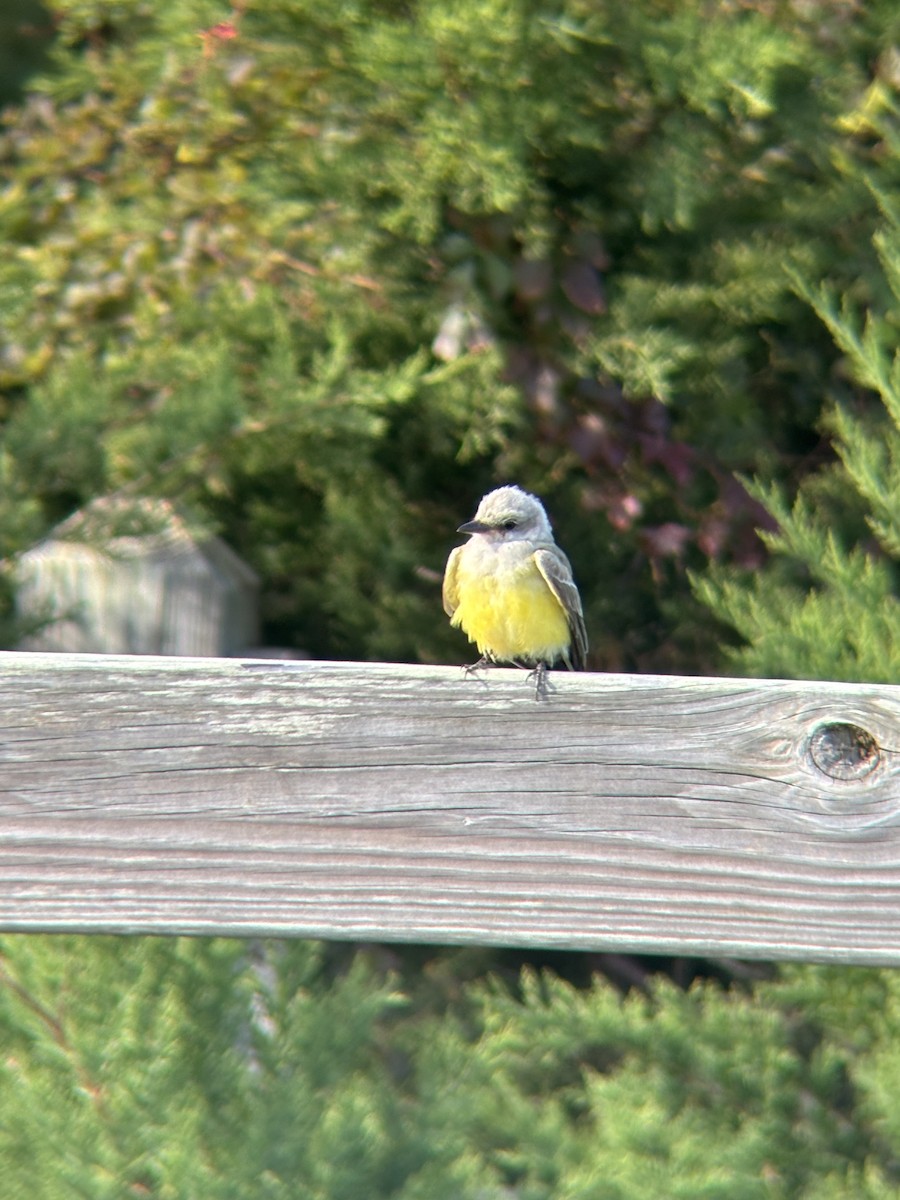 Western Kingbird - ML645188220
