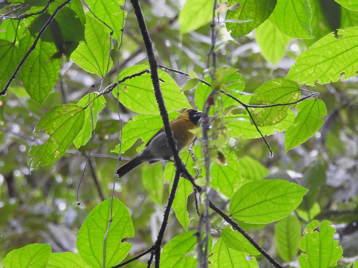 シロハラキミドリイカル - ML645188224