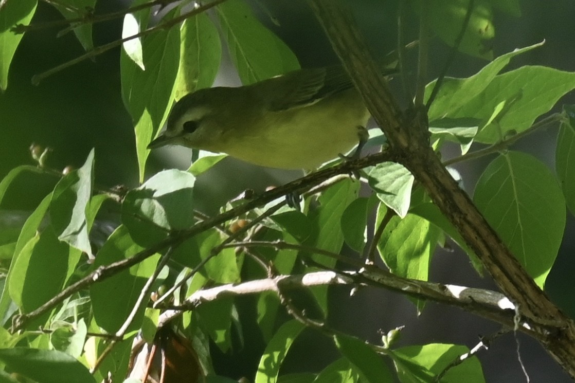 Philadelphia Vireo - ML645188243
