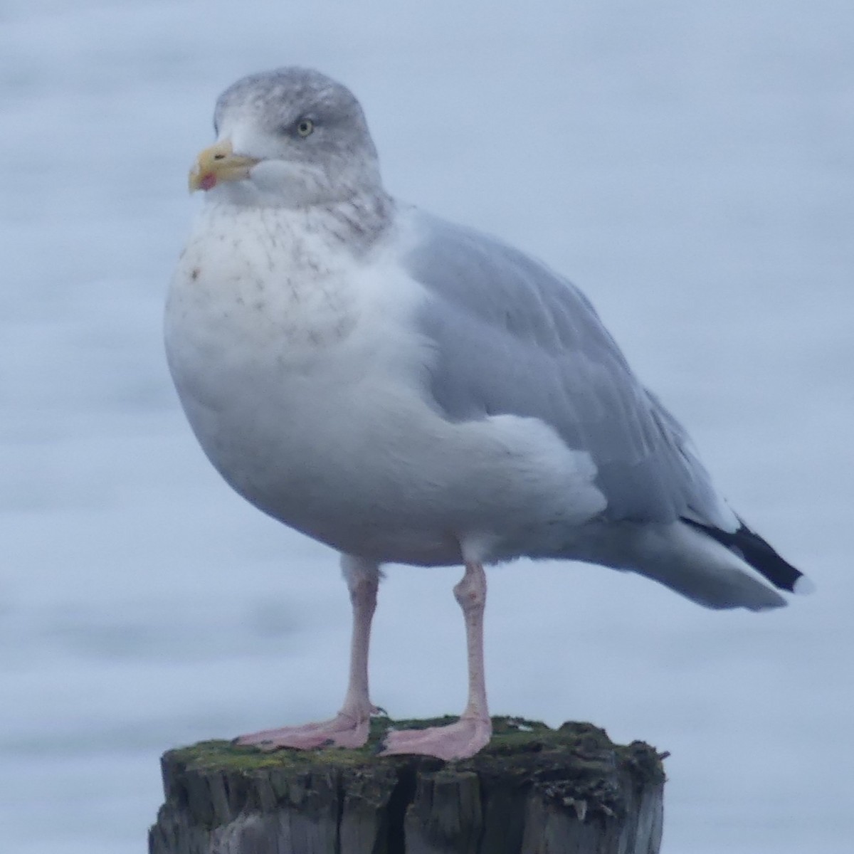European Herring Gull - ML645188254