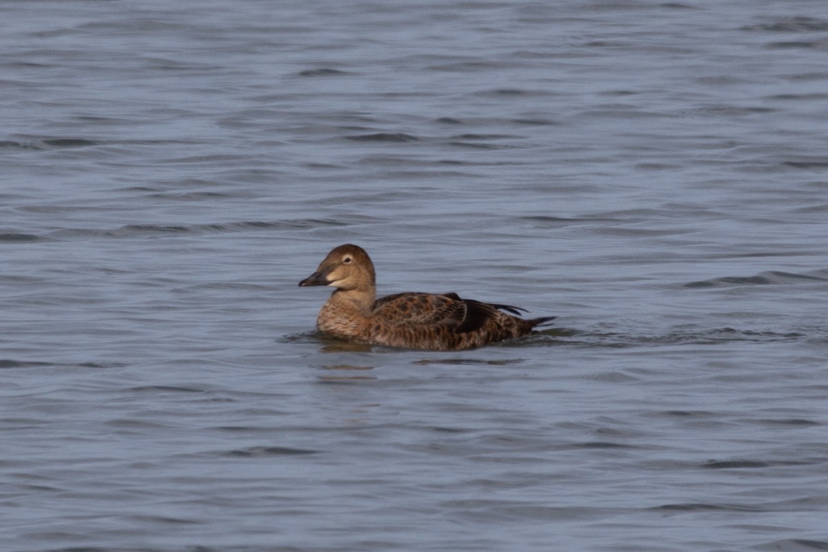 King Eider - ML645188269