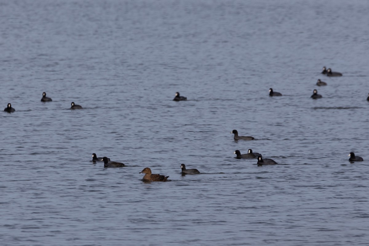 King Eider - ML645188270