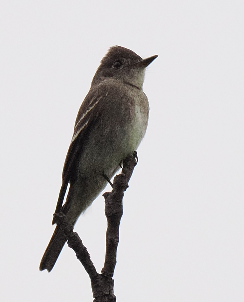 Western Wood-Pewee - ML645188281