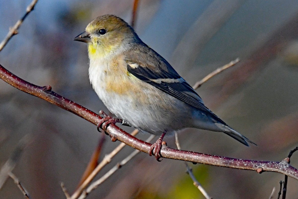 American Goldfinch - ML645188284