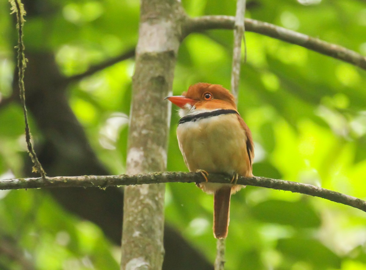 Ошейниковая пуховка - ML645188287