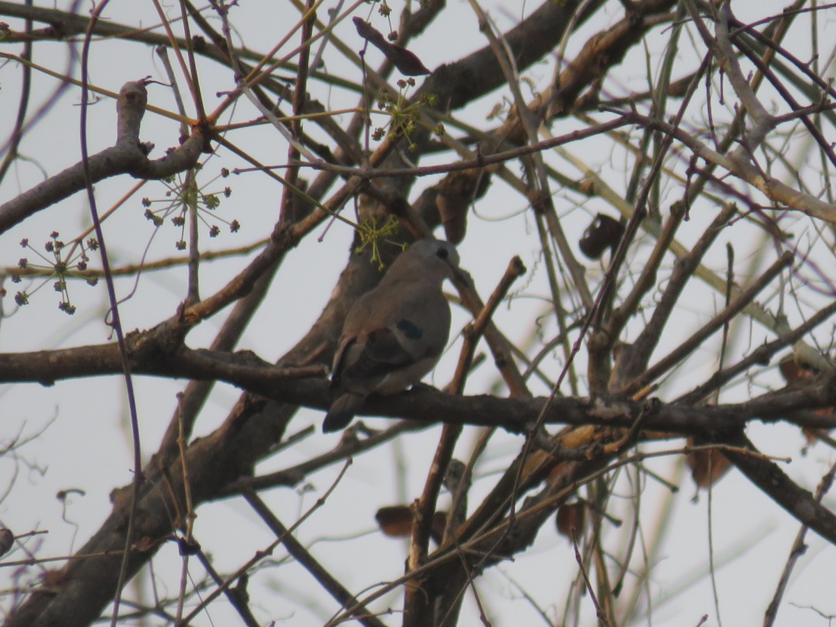 Yeşil Aynalı Kumru - ML645188291