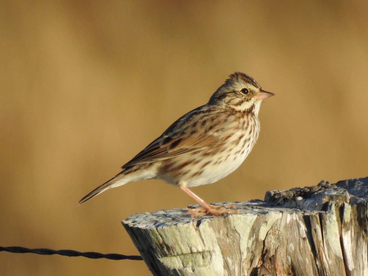 Пасовник савановий - ML645188296