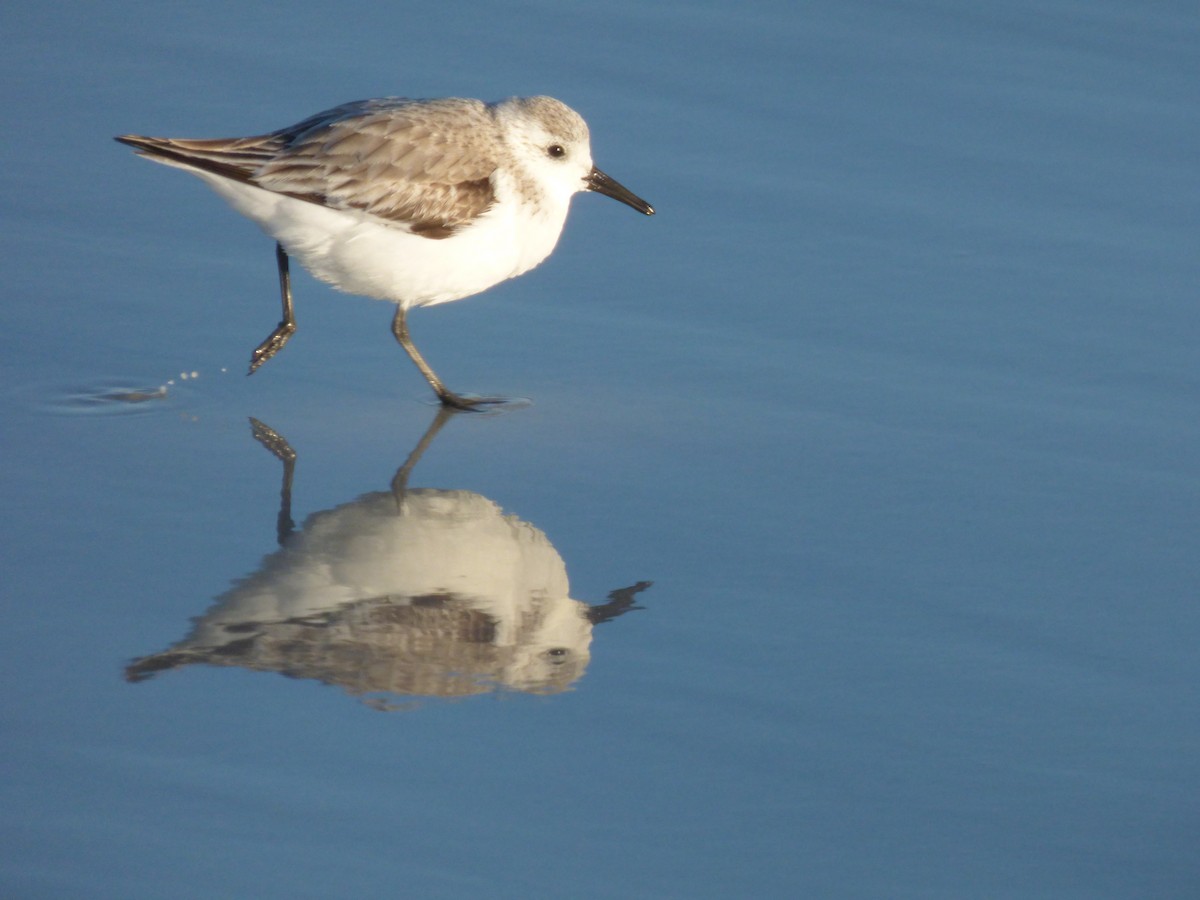 Txirri zuria - ML645188297