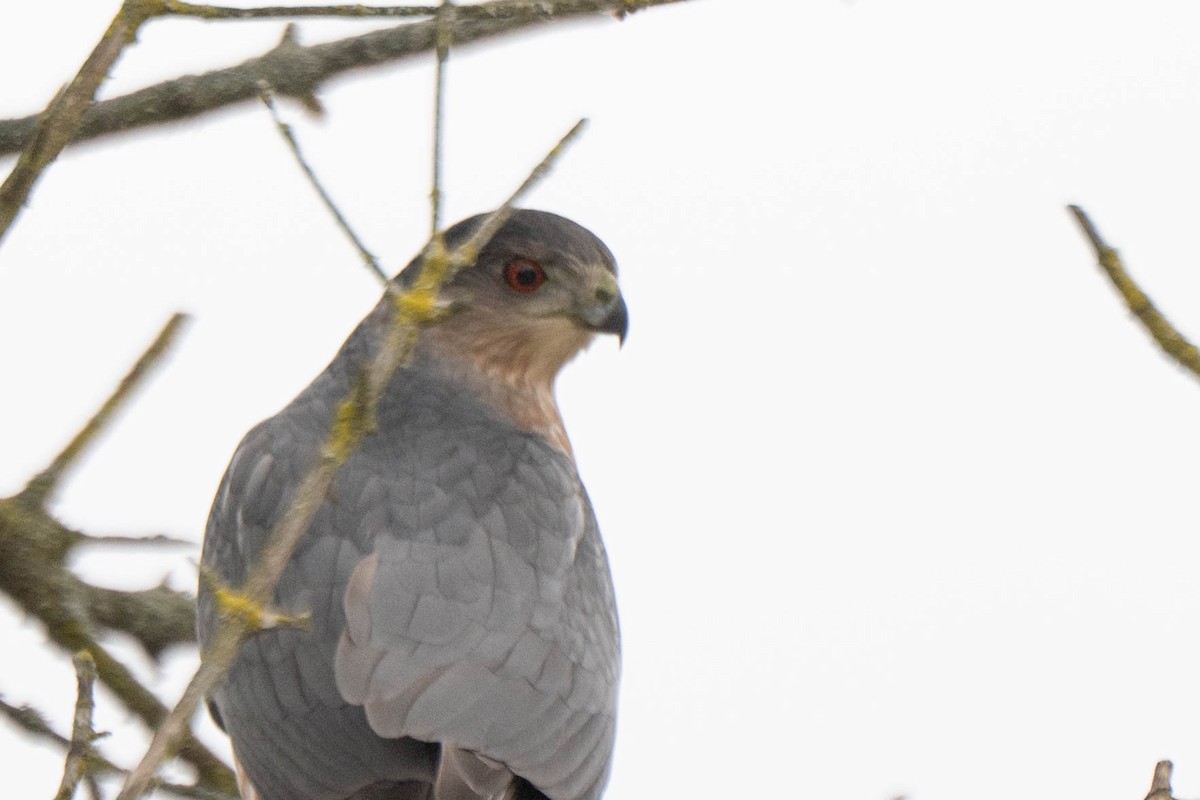 Яструб чорноголовий - ML645188306