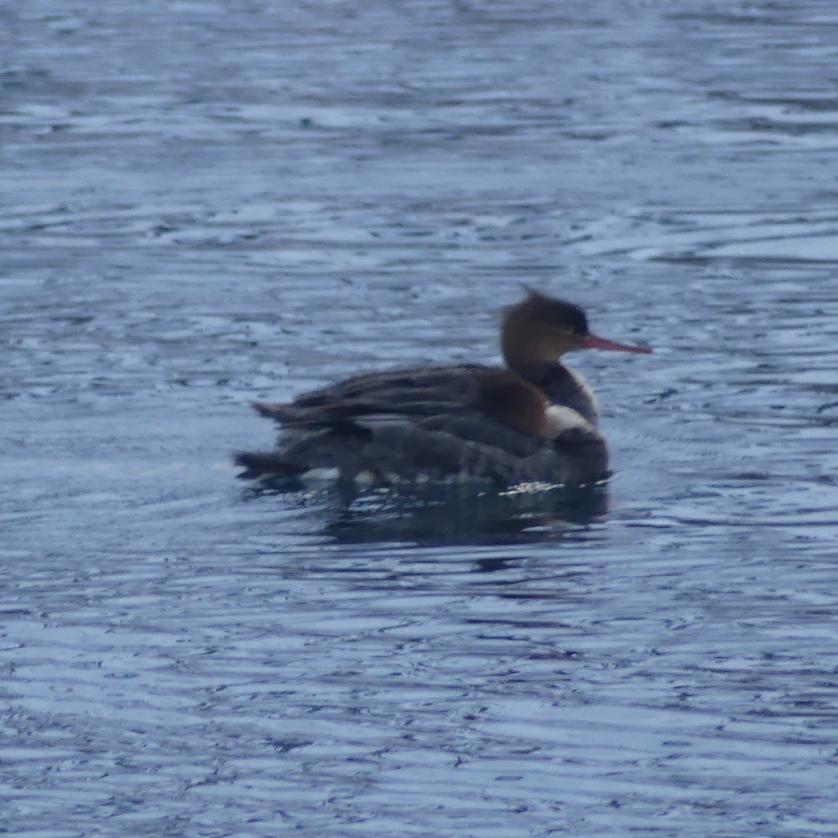 Red-breasted Merganser - ML645188307