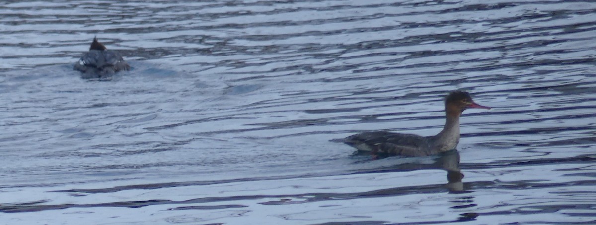 Red-breasted Merganser - ML645188308