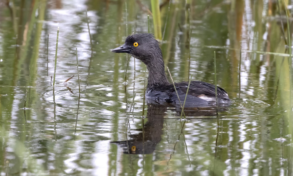 Least Grebe - ML645188309