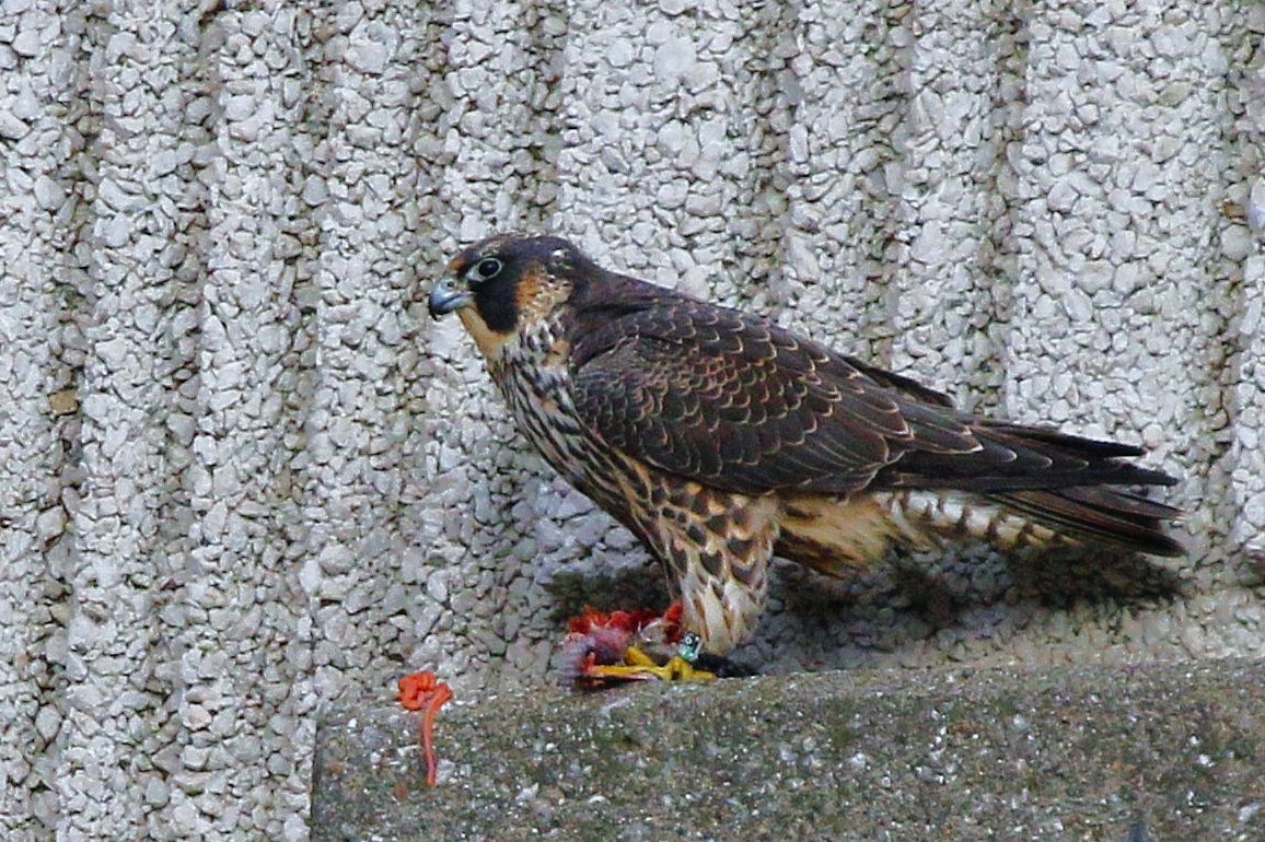 sokol stěhovavý - ML645188317