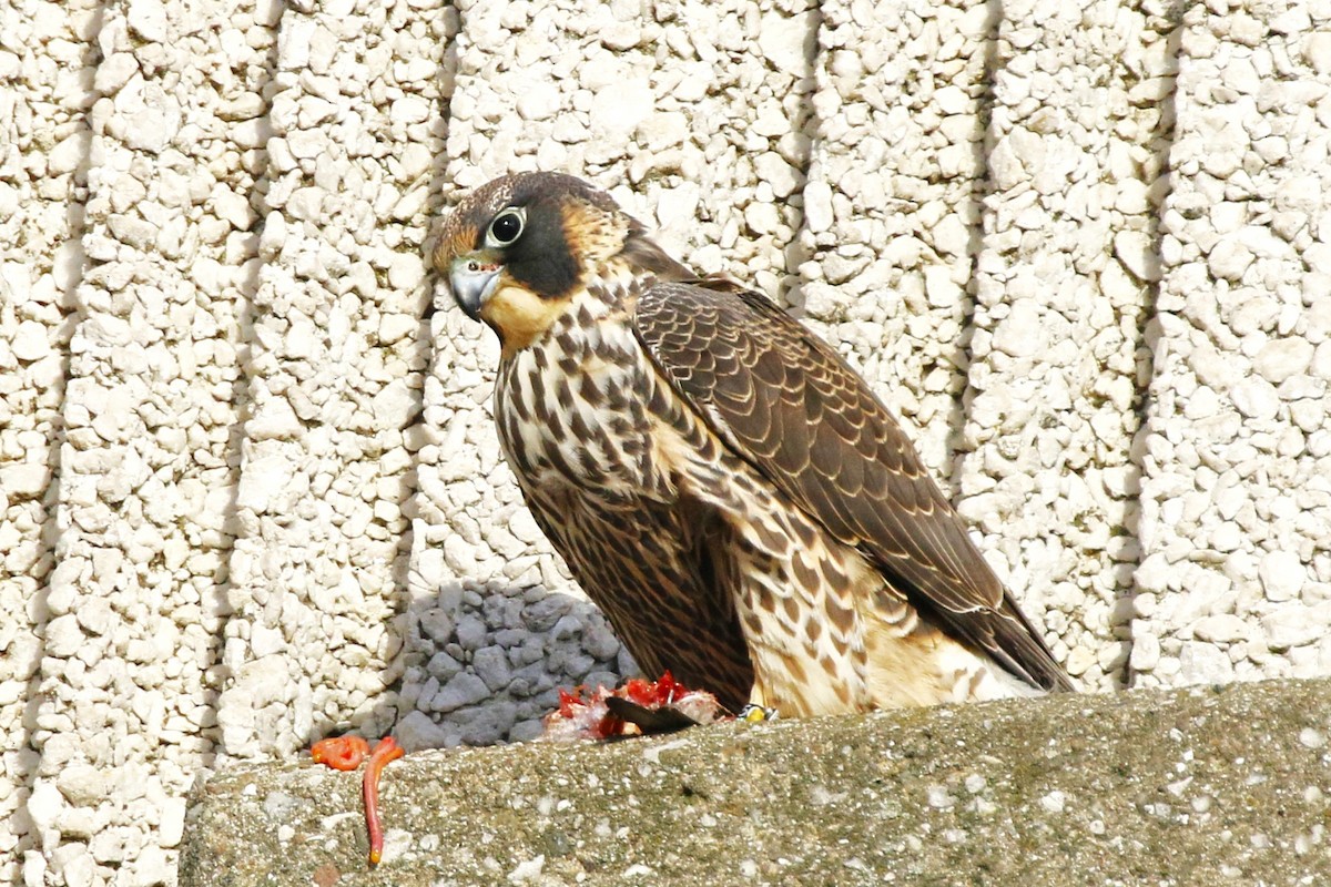 sokol stěhovavý - ML645188318