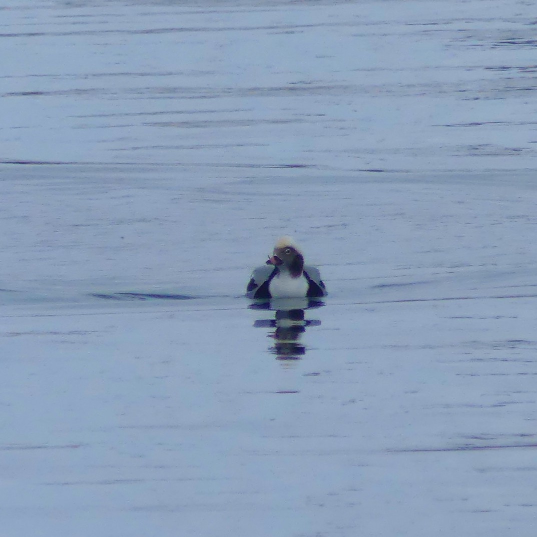 Long-tailed Duck - ML645188324