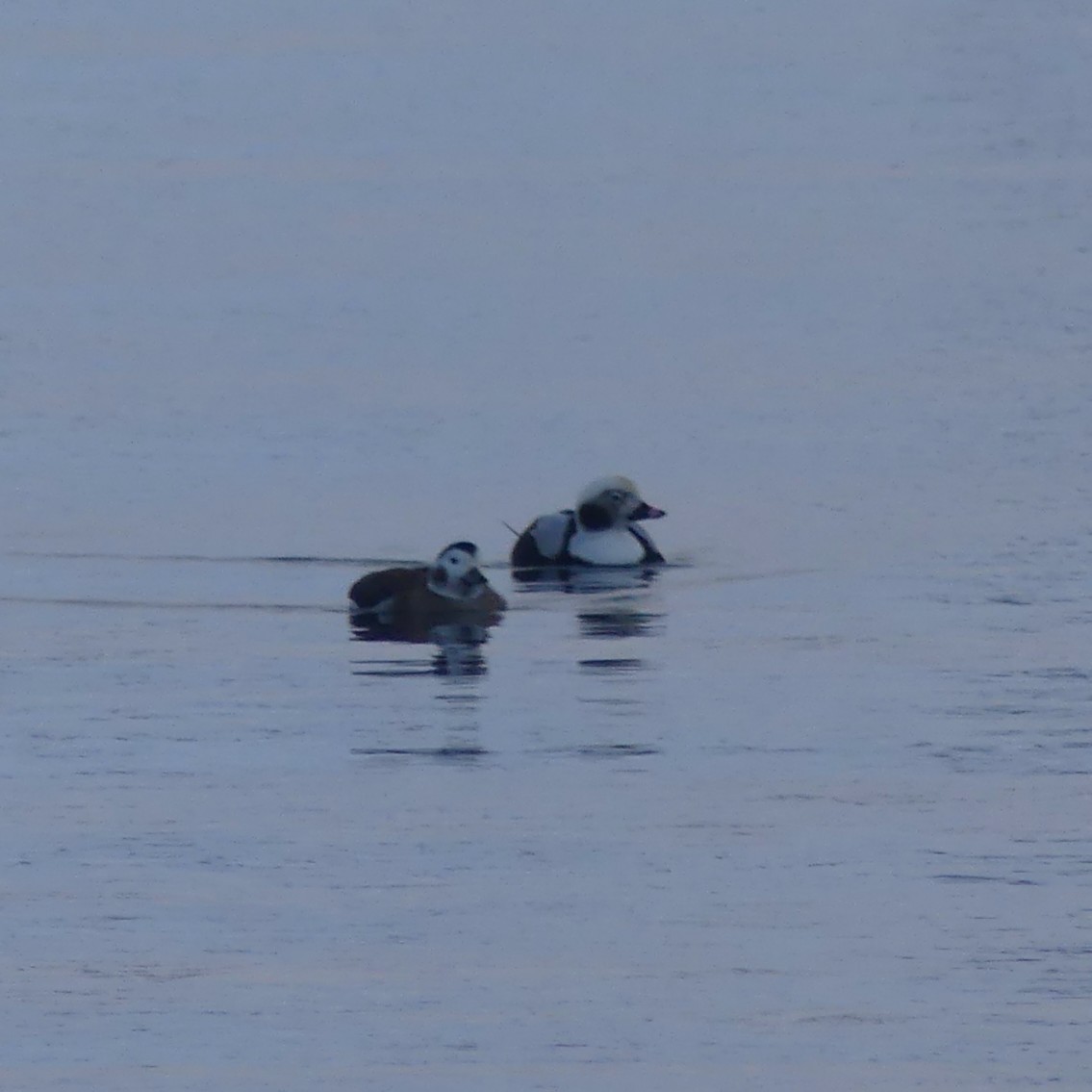 Long-tailed Duck - ML645188325