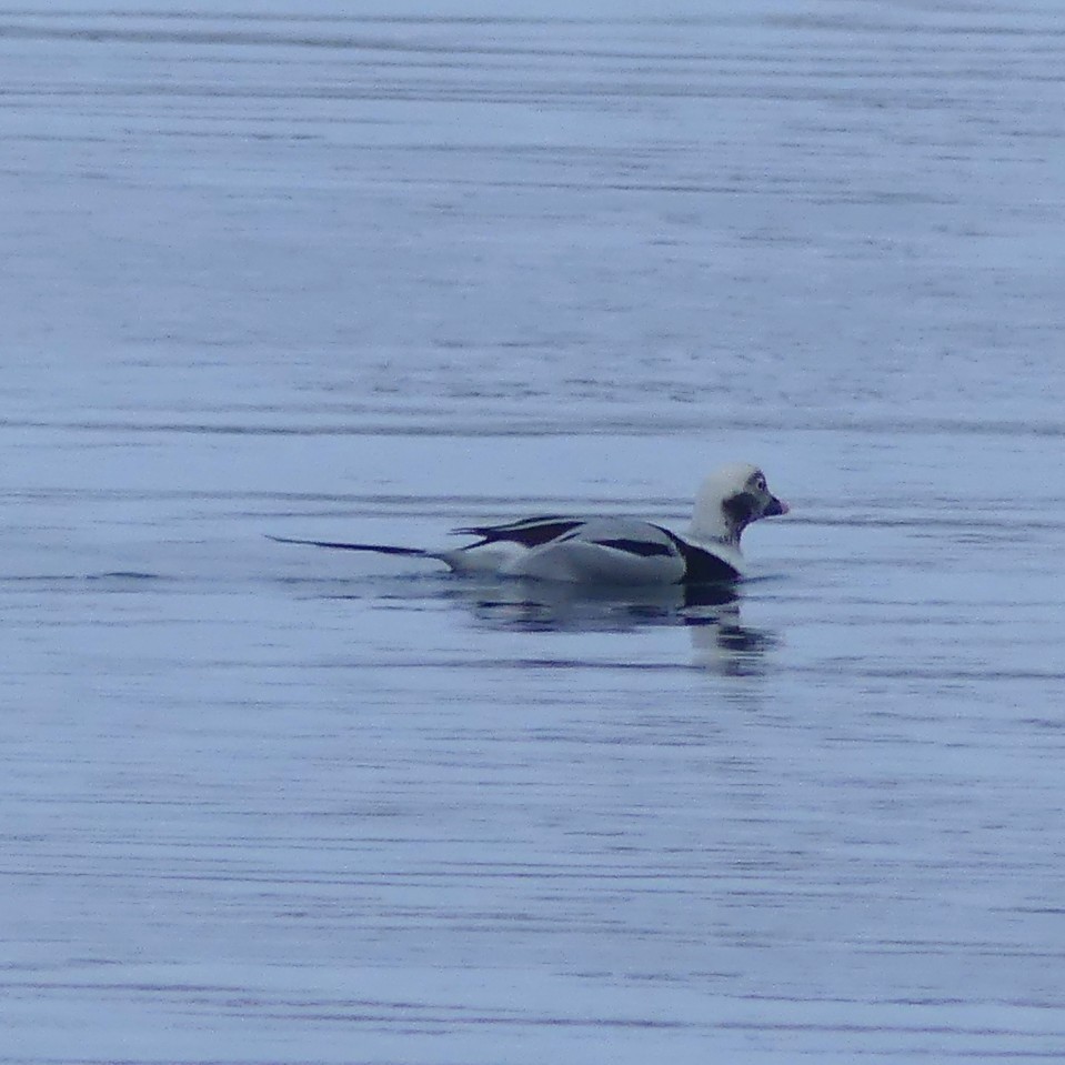 Long-tailed Duck - ML645188326