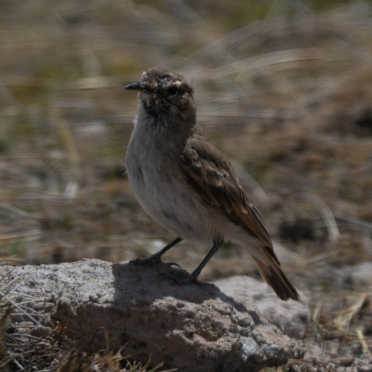 Puna Miner - ML645188329