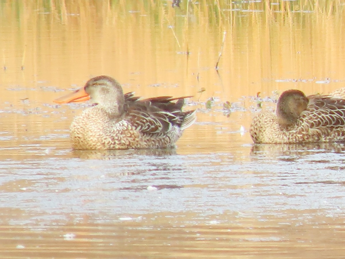 Northern Shoveler - ML645188351