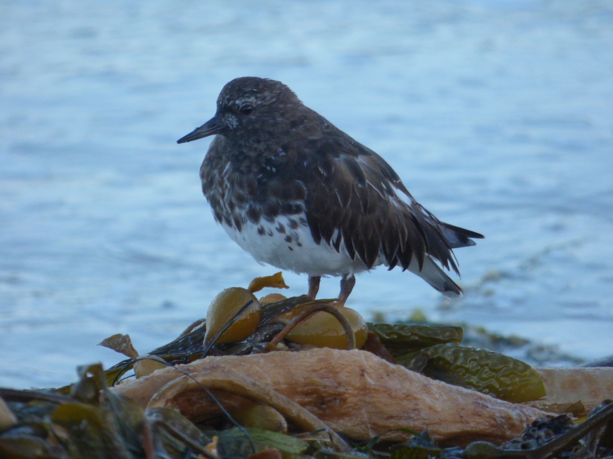 Black Turnstone - ML645188387