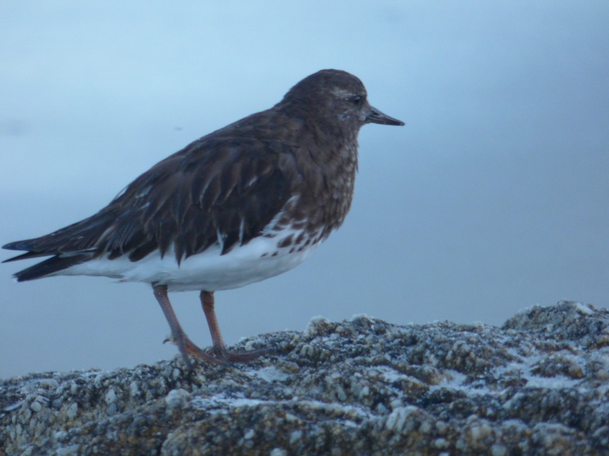 Black Turnstone - ML645188388