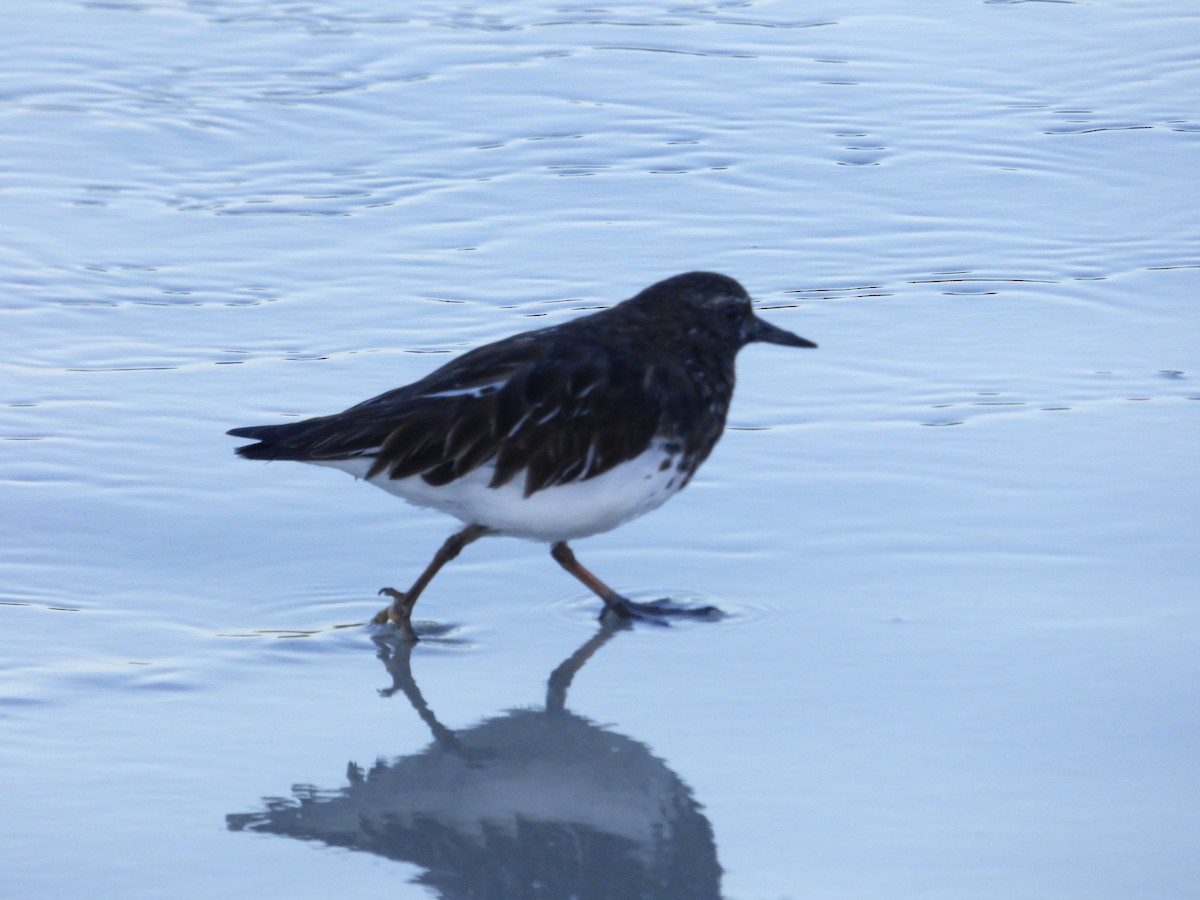 Black Turnstone - ML645188389