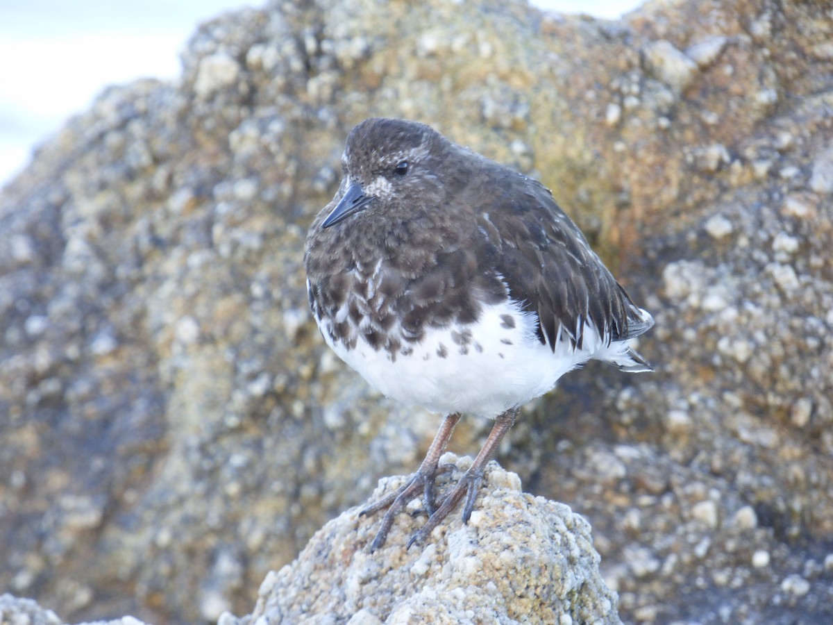 Black Turnstone - ML645188390
