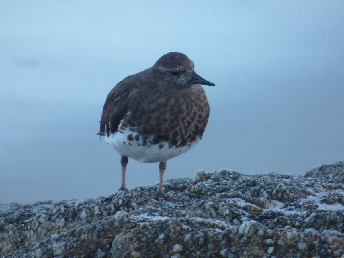 Black Turnstone - ML645188391