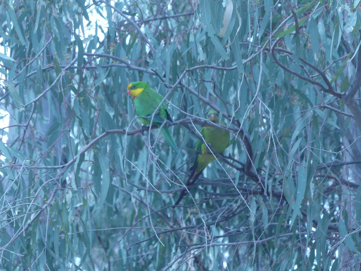 Superb Parrot - ML645188396