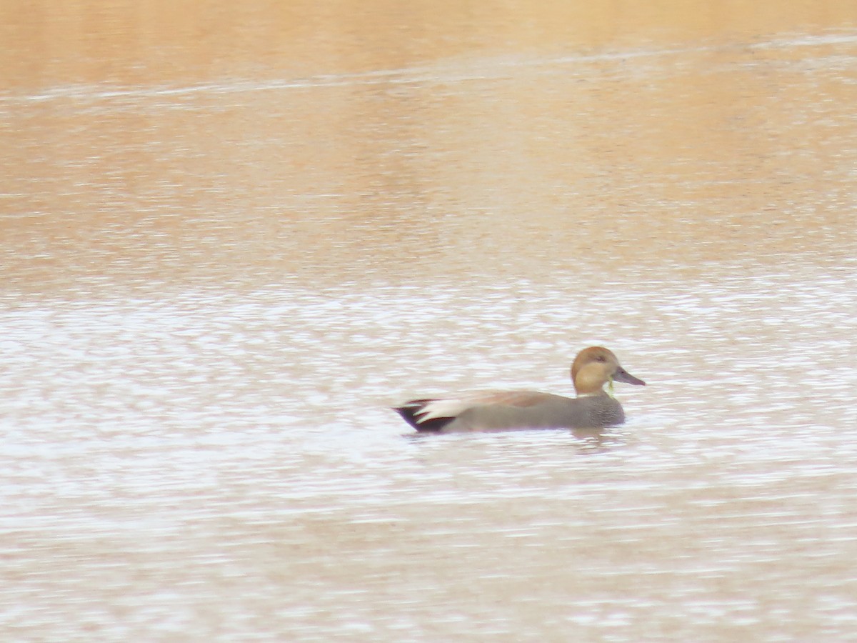 Gadwall - ML645188406