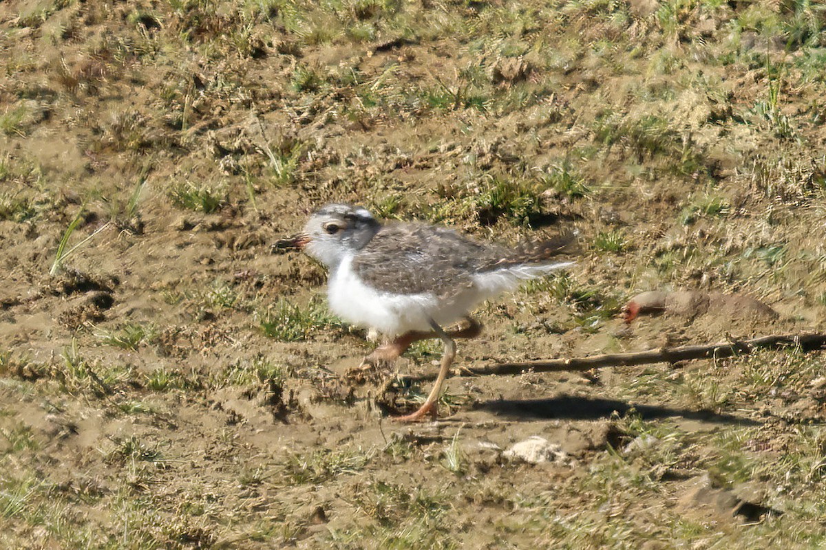 Chorlitejo Tricollar - ML645188410