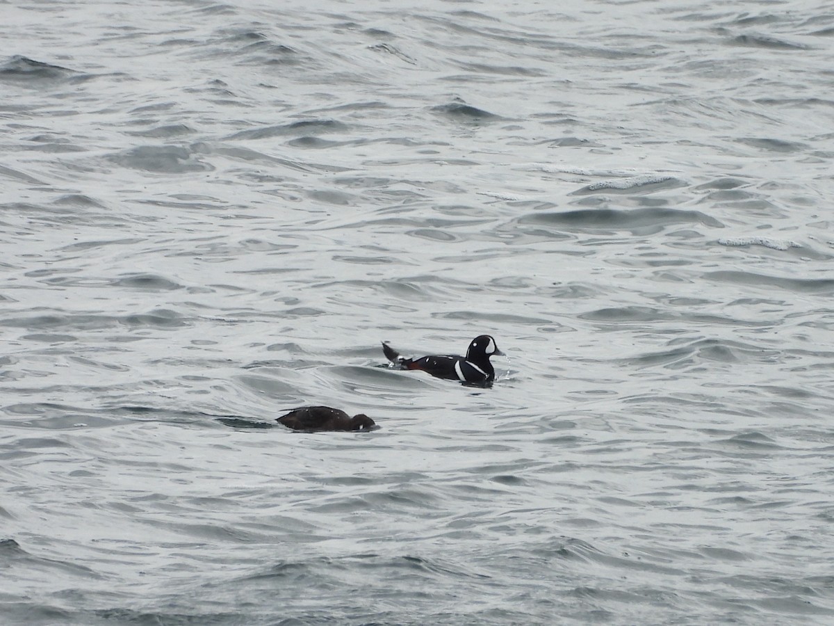 Palyaço Ördeği - ML645188424