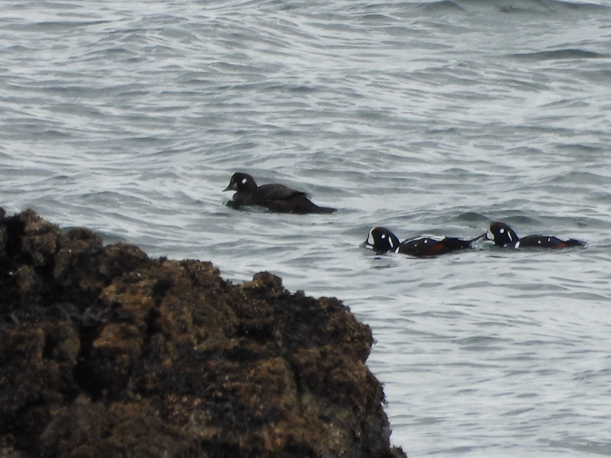 Palyaço Ördeği - ML645188425