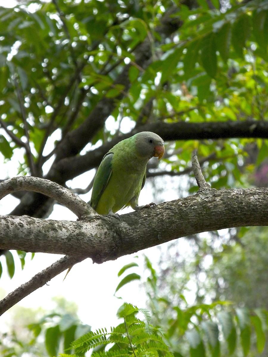 Slaty-headed Parakeet - ML645188429