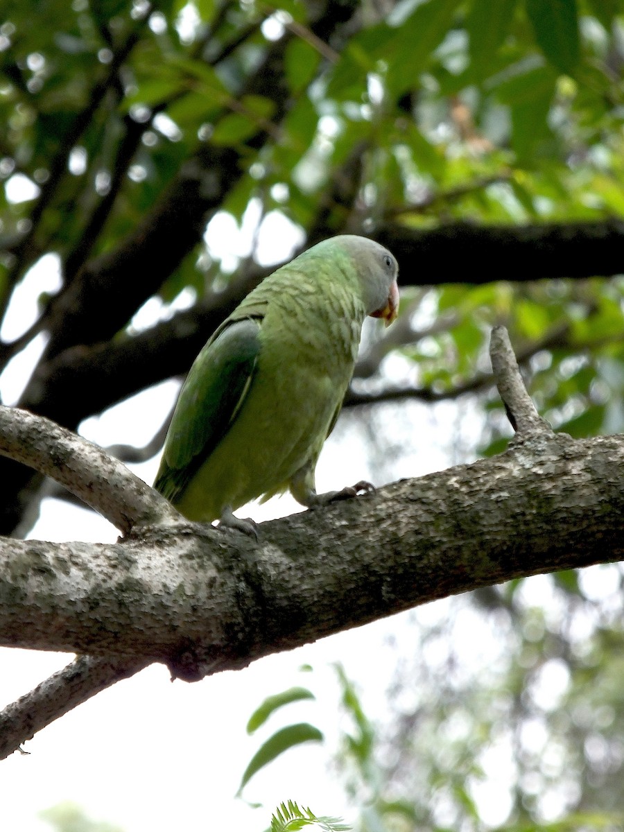 Slaty-headed Parakeet - ML645188436