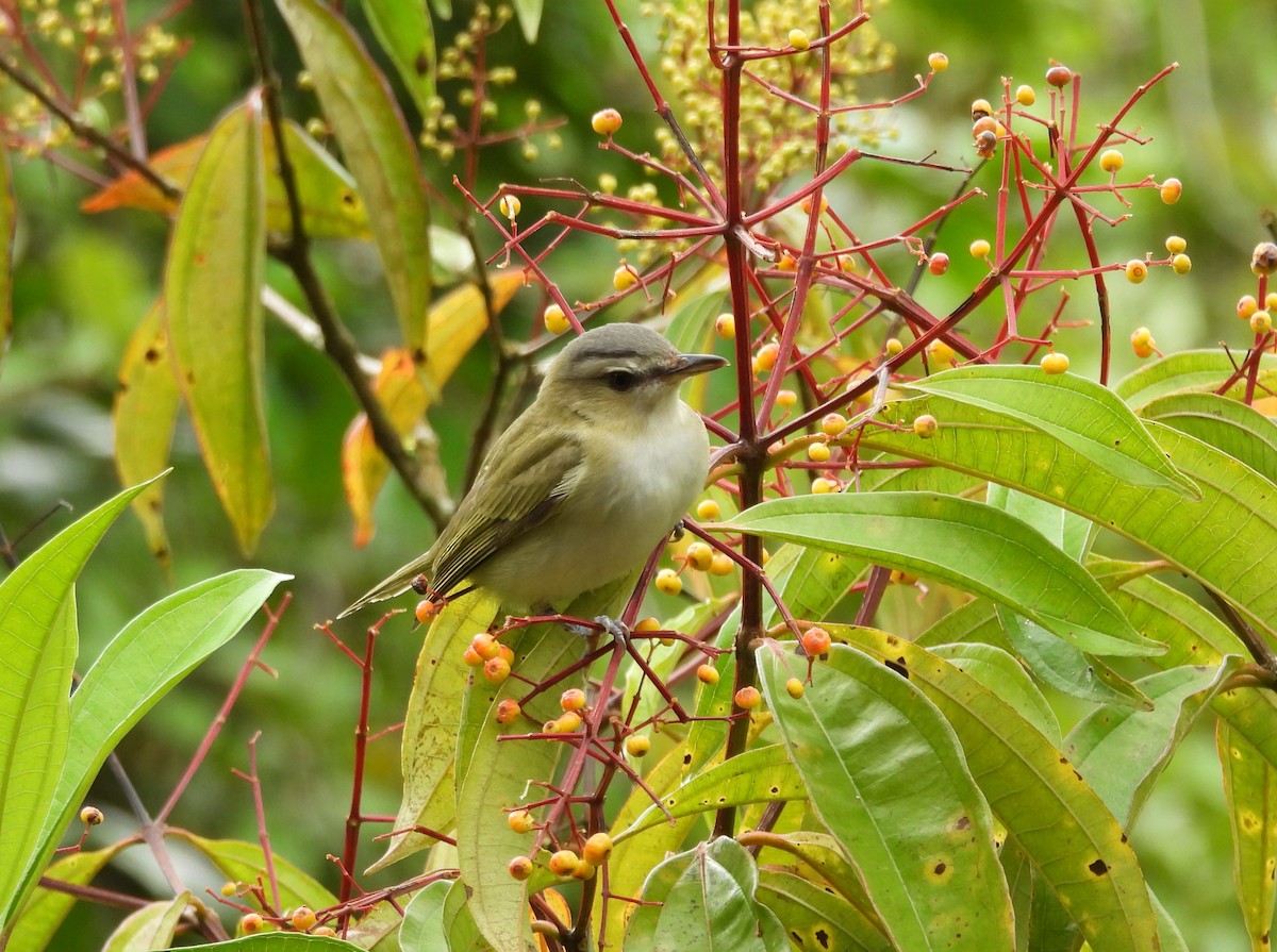 Красноглазый виреон - ML645188437