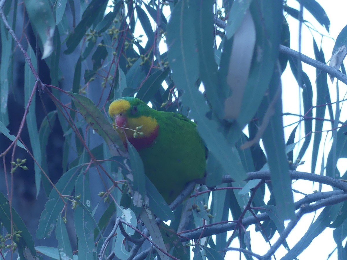 Superb Parrot - ML645188441